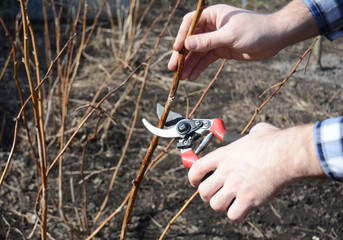 Farmer hand cutting red raspberry plant bush with bypass secateurs.