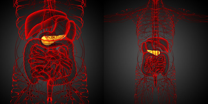 3d rendering medical illustration of the  pancrease