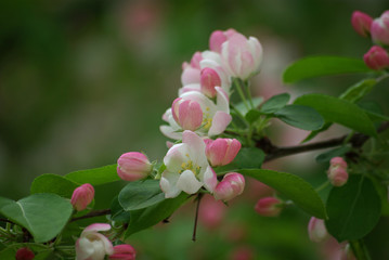 Cerisier en fleurs au printemps au jardin