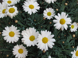 Fototapeta premium margherite giardino