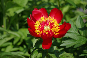 Pivoine rouge et coeur jaune à fleur simple au printemps au jardin