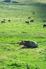 Herd of cows in a meadow.