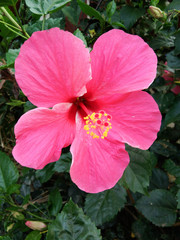 pink Hibiscus Flower