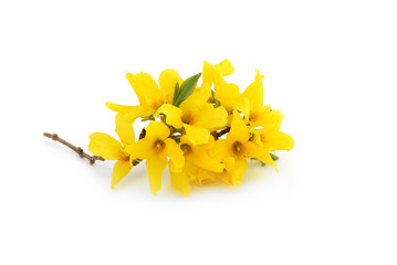 Forsythien