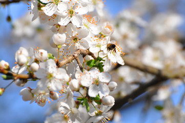 Trees in full bloom in spring, plum branches in full bloom
