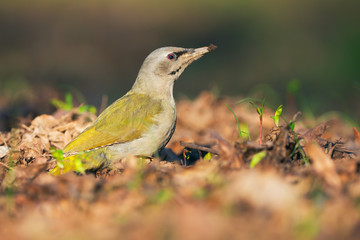 Grey-headed Woodpecker (Picus canus)