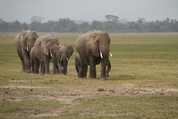 gruppo di elefanti