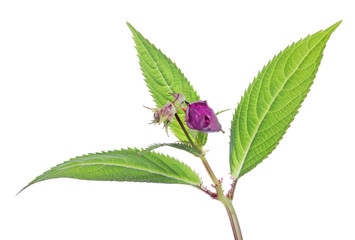 plant with purple color bud on white