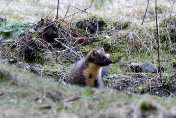 Baummarder