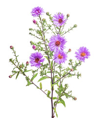 violet color garden flower with six blooms