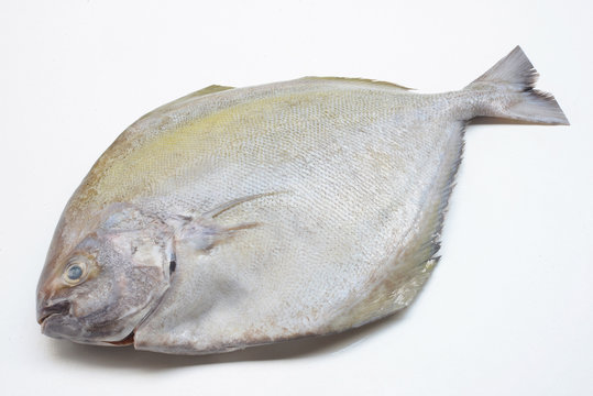 Black pomfret fish isolated on white background.

