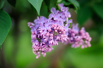 Obraz na płótnie Canvas A bud of purple lilac in a crisp plan, growing on a young bush.