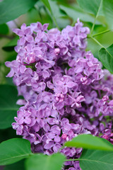 Flowers blossomed Lilac against the background of young leaves.