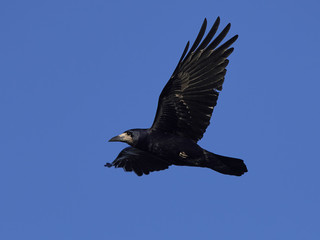 Rook (Corvus frugilegus)