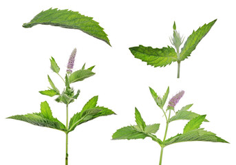 set of dark green mint leaves with pink flowers