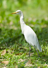 The yellow Billed Egret 