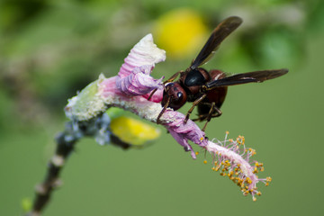 The Bee