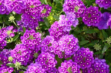 Obraz premium Summer flowers in the garden