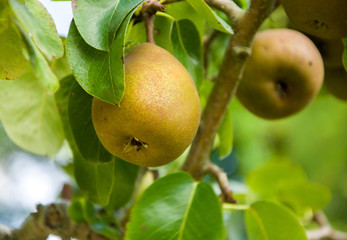 Pears on the tree