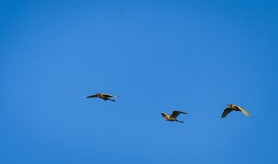 Flying on group