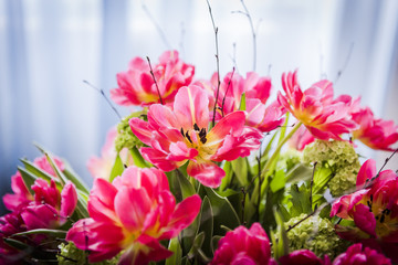 Tulpe, Baselland, Tulpen, pink, rosa, Frühlingsblume, Blütezeit, Blumenstrauss, Frühling, Gartenarbeit, Zwiebelblume, Schweiz