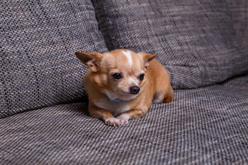 Chihuahua puppy. Adorable dog lying on sofa. Cute looking purebred pet.