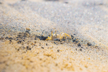 Small yellow ghost crab digging a burrow on the sandy beach. Galle, Sri Lanka.