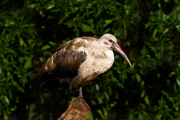 Profile view of a standing Hadeda, or Hadada Ibis (Bostrychia hagedash)