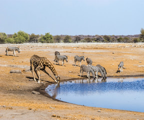 Obraz na płótnie Canvas Giraffe and zebras at waterhole in Etosha national park, Namibia.