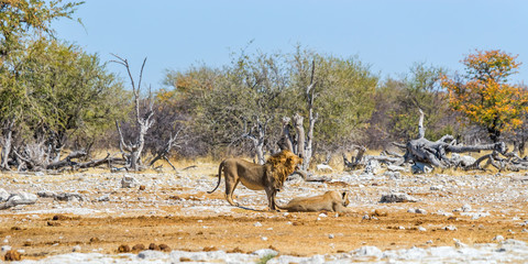 A couple of lions in winter drought african savanna. Etosha national park, Namibia.