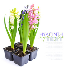 Vibrant multicolored hyacinth spring flowers isolated on white background