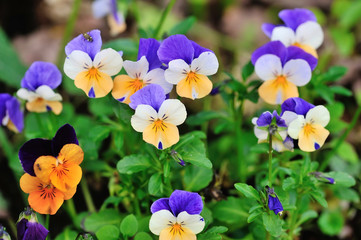 Tricolor pansy flower plant natural background, springtime
