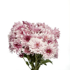 Pink chrysanthemums closeup