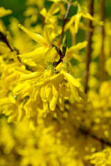 Forsythie