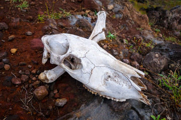 Horse skull and bones