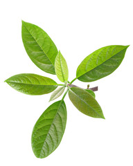 Fototapeta premium Avocado Persea americana leaves, paths