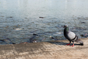Pigeon on wooden floor with river view background