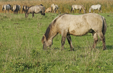 Naklejka na ściany i meble Konik wild horses in Oostvaardersplassen nature reserve in Holland.