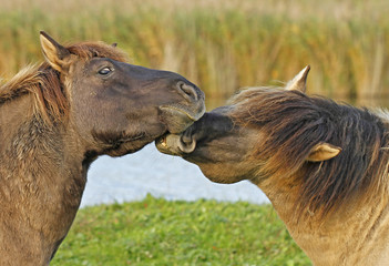 Konik wild horses in Oostvaardersplassen nature reserve in Holland. © juerpa68