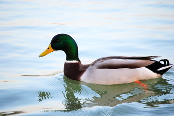 Canard