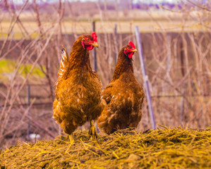 Chicken for a walk. Farm