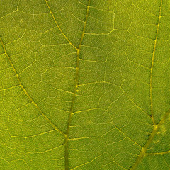 Grape leaf is taken close-up