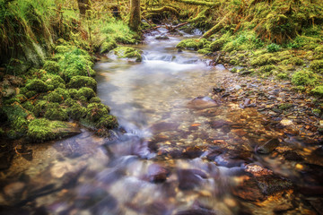 A magical looking stream in a woods