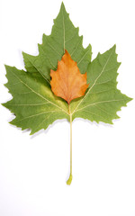 leaf on white background