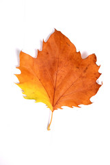 leaf on white background