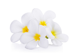 Naklejka na ściany i meble white frangipani (plumeria) flower isolated on white background