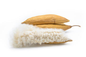 kapok seeds with white fiber for making pillow