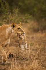 lions