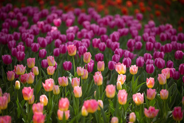 チューリップ畑