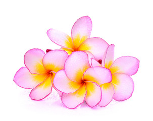 frangipani flowers with water drop isolated on white background